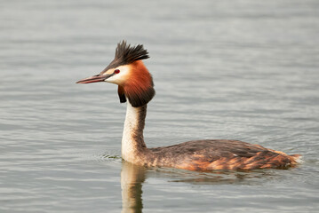 Great crested grebe bird in the water ( Podiceps cristatus )