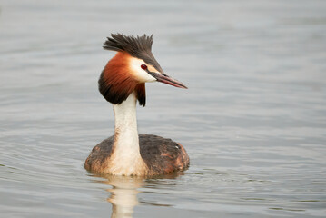 Great crested grebe bird in the water ( Podiceps cristatus )