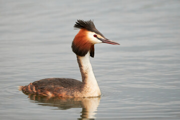 Great crested grebe bird in the water ( Podiceps cristatus )