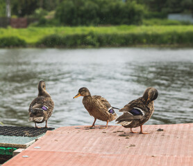 ducks on the river