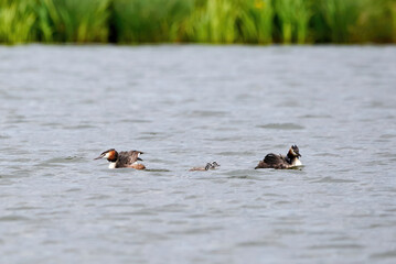 Great crested grebe family with chicks ( Podiceps cristatus ).