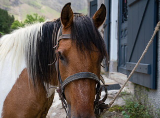 detailed close up of a trekking pony face and head, used for the arduous trip up to and back from the mountain cirque