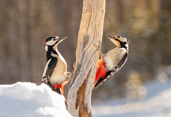 Great Spotted Woodpecker