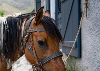 detailed close up of a trekking pony face and head, used for the arduous trip up to and back from the mountain cirque