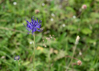 detailed close up of a Round Headed Rrampion (Phyteuma orbiculare) also known as the pride of Sussex