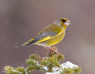 European Greenfinch in Winter