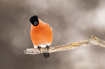 Eurasian Bullfinch (male)