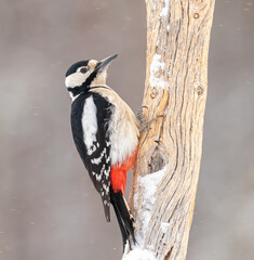 Great Spotted Woodpecker