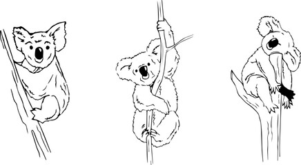 Hand drawn koala on a white background. Koala in different position. Animal and wildlife. Australia. Koala on a tree. Eucalyptus bear. Traditional Australian animal. Outlined koala.