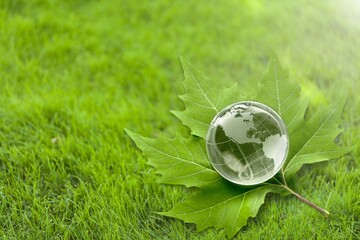 Globe in green forest. Environment protection concept. Ecology. Sustainable society concept
