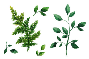 Drawn watercolor set of twigs. Fern. Eucalyptus. Set of green branches. Elements for creating postcards. Elements for decor. Green watercolor branch. Invitations. Wedding. Spring. Summer.