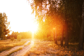 the road leading into the forest is illuminated by the setting sun. rural scenery