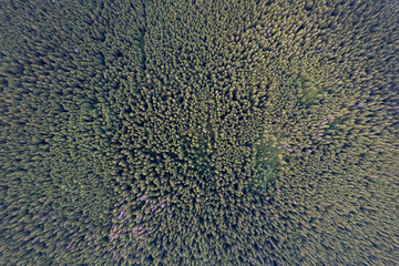 Beautiful morning landscape. Coniferous forest covers mountain hills. Top down view. 