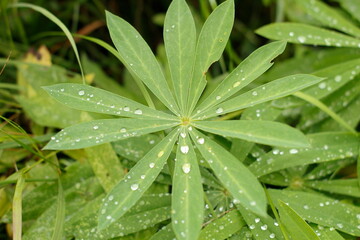 Raindrops on green grass leaves