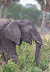 Tusker elephant; Elephant with tusks; Elephant in the wild; wild elephants; Elephant mom; Female...