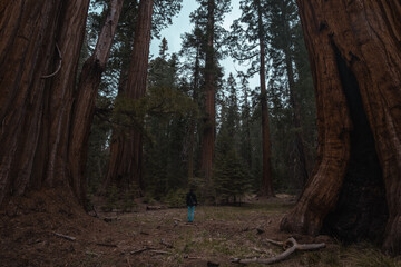Sequoia park IV