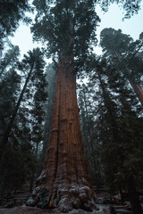 Sequoia park II