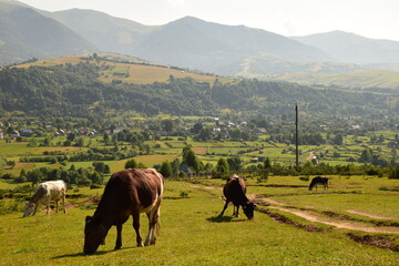 Ukraińska wioska u podnóża Karpat, krowy na pastwisku, wioska na Ukrainie, wiejskie krajobrazy,...