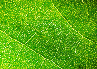 Leaf's nerves closeup macro photography abstract pattern. 