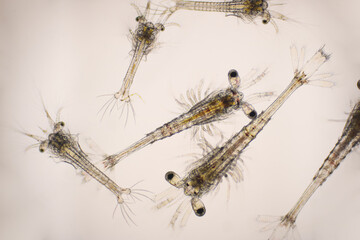 Shrimp, Zoea stage and Mysis stage of Vannamei shrimp in light microscope, Shrimp larvae under a...