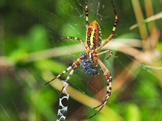Wasp spider and it's prey. Macro photography of spider Argiope bruennichi eating fly.