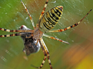 Wasp spider and it's prey. Macro photography of spider Argiope bruennichi eating fly.