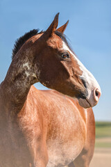Head portrait of a beautiful bay arabian crossbreed western horse s in summer outdoors