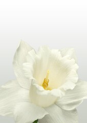 Fototapeta na wymiar White floral sympathy greeting card. White flower. Elegant sympathy background.