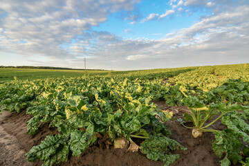 Fototapeta na wymiar Field of sweet sugar beet growing with blue sky background. Sunset view.