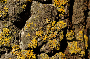 The bark of a tree with yellow lichen. Xanthoria lichen.
