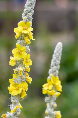 Close up of a great mullein (verbascum thapsus) flower in bloom