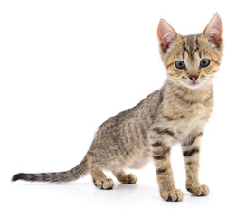 Kitten on white background.