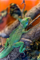 Nice green reptile resting on a stick