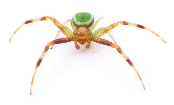 Green house spider.