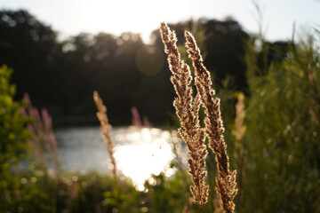 Gräser im Sonnenlicht