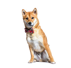 Shiba inu dog wearing a collar dog, sitting, isolated on white