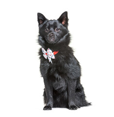 Obraz premium crossbreed dog wearing a collar, sitting, isolated on white