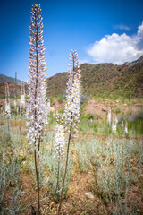 Eremurus tianschanicus, foxtail lily, desert candle, flower of kyrgyzstan