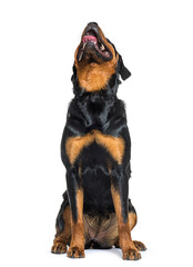 Fototapeta premium Young Rottweiler sitting in front and looking up, showing tongue