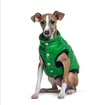 Italian Greyhound, Piccolo levriero Italiano in italian, wearing