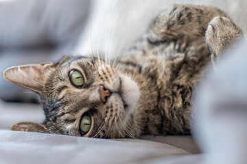 gestreifte Katze liegt auf der Couch und guckt in die Kamera