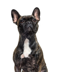 portrait head shit of a dark brindle french bulldog looking up p