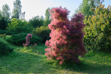 Beautiful blooming scumpia tree in summer garden. Latin name of skumpia -  Cotinus coggygria. - 522118414
