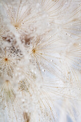 Abstract dandelion macro flower background. Seed macro closeup. Soft focus