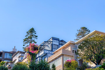 Row of houses surrounded by flowering shrubs and pine trees at San Francisco, CA