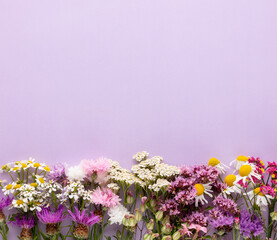 Alternative medicine. Medicinal herbs flowers, on a pastel background. Top view, copy space, banner.