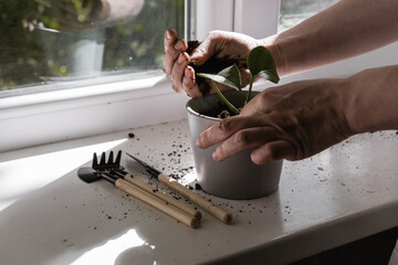 hands of a young woman planting a sprout of an indoor plant in a flower pot