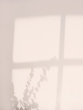 shadow of eucalyptus branch at the window on a colourful background. Nature, flora, environment concept