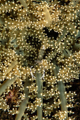 Commensal shrimp, Periclimenes venutus, Lembeh Strait, Indonesia