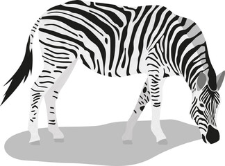 Isolated standing zebra. Vector illustration in flat style